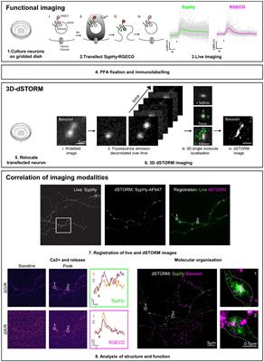 Correlative Live-Cell and Super-Resolution Imaging to Link Presynaptic Molecular Organisation With Function